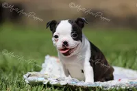 AKC "Princess", a female Boston Terrier for sale in Lamar, MO – 4 of 10