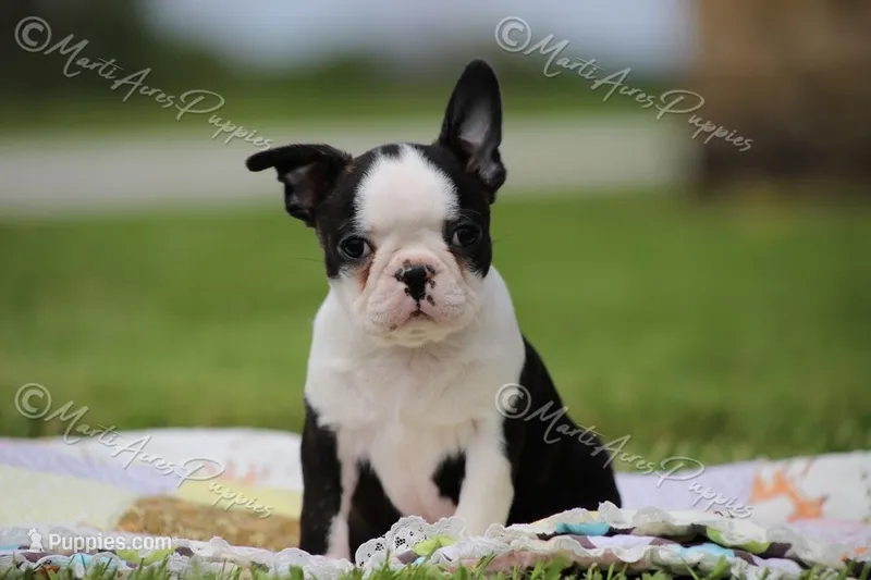 AKC "Sweet Cheeks" – Boston Terrier puppy for sale in Lamar, MO