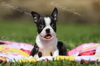 AKC "Pixie", a female Boston Terrier for sale in Lamar, MO – 3 of 10