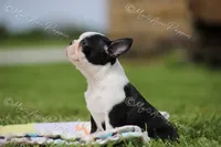 AKC "Sweet Cheeks", a female Boston Terrier for sale in Lamar, MO – 5 of 10