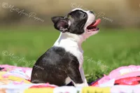AKC "Pixie", a female Boston Terrier for sale in Lamar, MO – 6 of 10