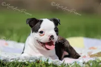 AKC "Princess", a female Boston Terrier for sale in Lamar, MO – 2 of 10