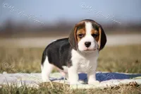 AKC "Dodger", a male Beagle for sale in Lamar, MO – Photo 7 of 10