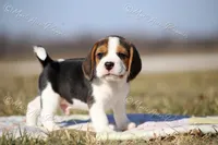 AKC "Dodger", a male Beagle for sale in Lamar, MO – Photo 8 of 10