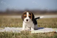 AKC "Dodger", a male Beagle for sale in Lamar, MO – Photo 6 of 10