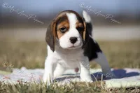 AKC "Dodger", a male Beagle for sale in Lamar, MO – Photo 1 of 10