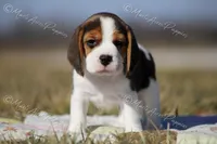 AKC "Dodger", a male Beagle for sale in Lamar, MO – Photo 3 of 10