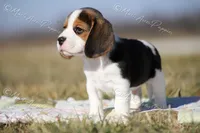 AKC "Dodger", a male Beagle for sale in Lamar, MO – Photo 4 of 10