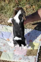 AKC "Dodger", a male Beagle for sale in Lamar, MO – Photo 9 of 10