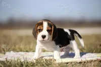 AKC "Dodger", a male Beagle for sale in Lamar, MO – Photo 5 of 10