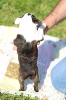 AKC 'Cupcake', a female Boston Terrier for sale in Lamar, MO – 9 of 10