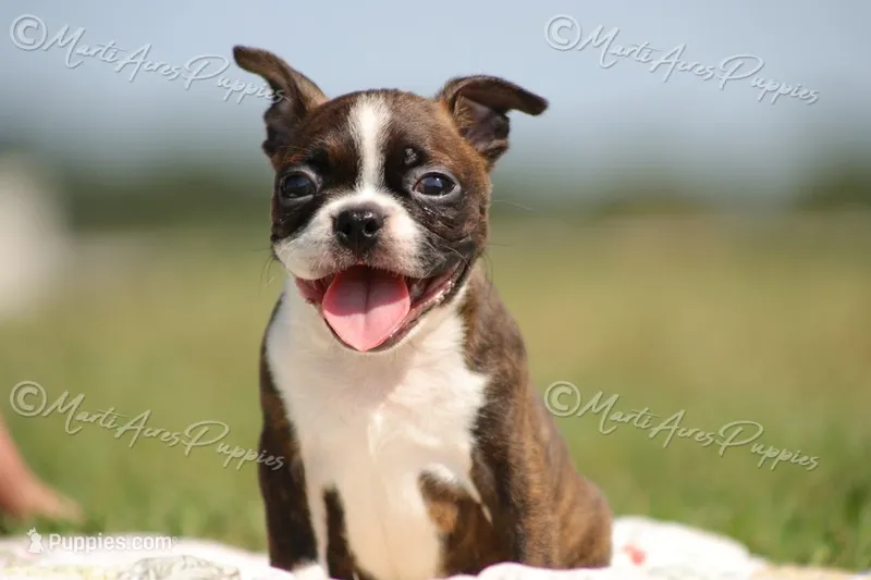 AKC 'Deacon' – Boston Terrier puppy for sale in Lamar, MO