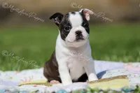 AKC "Cupcake", a female Boston Terrier for sale in Lamar, MO – 1 of 10