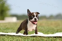 AKC 'Deacon', a male Boston Terrier for sale in Lamar, MO – 4 of 8