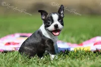AKC "Pixie", a female Boston Terrier for sale in Lamar, MO – 9 of 10