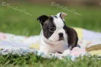 AKC "Cupcake", a female Boston Terrier for sale in Lamar, MO – 2 of 10