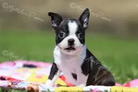 AKC "Pixie", a female Boston Terrier for sale in Lamar, MO – 4 of 10
