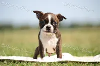 AKC 'Deacon', a male Boston Terrier for sale in Lamar, MO – 6 of 8