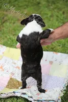 AKC "Sweet Cheeks", a female Boston Terrier for sale in Lamar, MO – 7 of 10