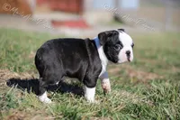 AKC "Studley", a male Boston Terrier for sale in Lamar, MO – Photo 9 of 10
