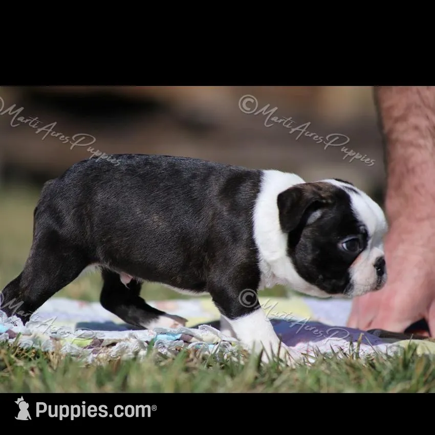 AKC "Studley", a male Boston Terrier for sale in Lamar, MO – Photo 7 of 10