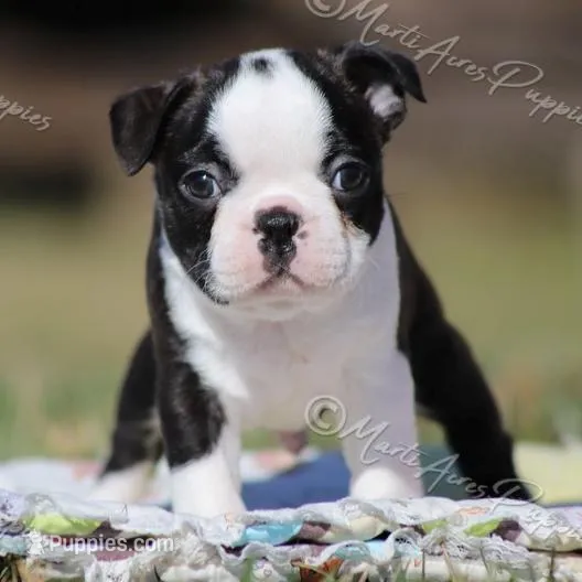 AKC "Studley", a male Boston Terrier for sale in Lamar, MO – Photo 2 of 10