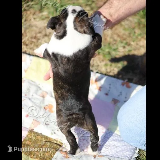 AKC "Studley", a male Boston Terrier for sale in Lamar, MO – Photo 4 of 10