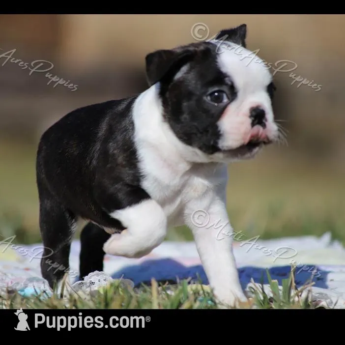 AKC "Studley", a male Boston Terrier for sale in Lamar, MO – Photo 6 of 10