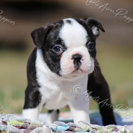 AKC "Studley", a male Boston Terrier for sale in Lamar, MO – Photo 3 of 10