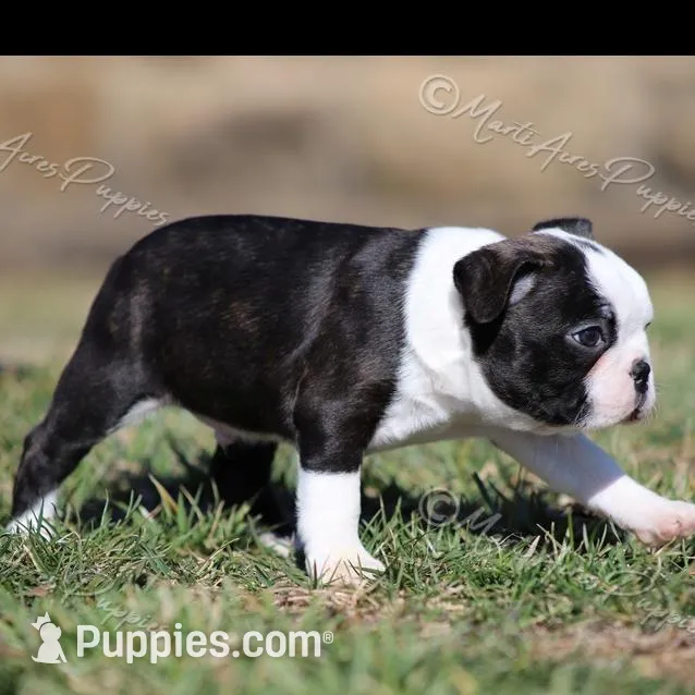 AKC "Studley", a male Boston Terrier for sale in Lamar, MO – Photo 8 of 10