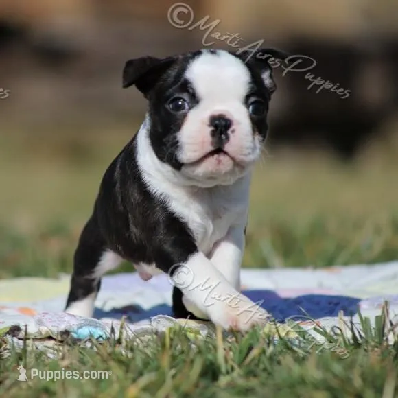 AKC "Studley", a male Boston Terrier for sale in Lamar, MO – Photo 5 of 10