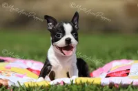 AKC "Pixie", a female Boston Terrier for sale in Lamar, MO – 1 of 10