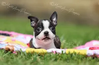 AKC "Pixie", a female Boston Terrier for sale in Lamar, MO – 5 of 10