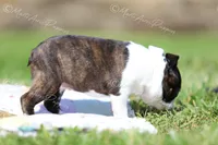 AKC 'Cupcake', a female Boston Terrier for sale in Lamar, MO – 10 of 10