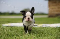 AKC "Sweet Cheeks", a female Boston Terrier for sale in Lamar, MO – 3 of 10