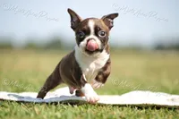 AKC 'Deacon', a male Boston Terrier for sale in Lamar, MO – 7 of 8