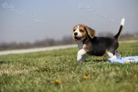 AKC "Jake", a male Beagle for sale in Lamar, MO – Photo 8 of 10
