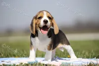 AKC "Jake", a male Beagle for sale in Lamar, MO – Photo 4 of 10