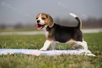 AKC "Jake", a male Beagle for sale in Lamar, MO – Photo 7 of 10
