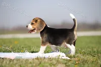AKC "Jake", a male Beagle for sale in Lamar, MO – Photo 6 of 10