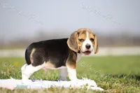 AKC "Jake", a male Beagle for sale in Lamar, MO – Photo 5 of 10