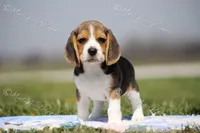 AKC "Jake", a male Beagle for sale in Lamar, MO – Photo 2 of 10