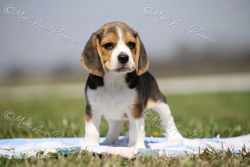 AKC "Jake" – Beagle puppy for sale in Lamar, MO