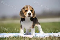 AKC "Jake", a male Beagle for sale in Lamar, MO – Photo 1 of 10