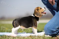 AKC "Jake", a male Beagle for sale in Lamar, MO – Photo 3 of 10