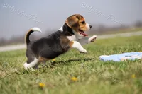 AKC "Jake", a male Beagle for sale in Lamar, MO – Photo 9 of 10