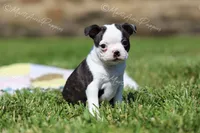 AKC "Princess", a female Boston Terrier for sale in Lamar, MO – 7 of 10