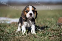 processed/f760f289-94c0-46ee-9423-73645ee91bfd/listing/8da77774-7b92-472d-ba49-f6b83bb4057a/22666077-3c7e-4ee0-80b6-639f5348a573