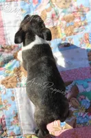 AKC "Cupcake", a female Boston Terrier for sale in Lamar, MO – 9 of 10