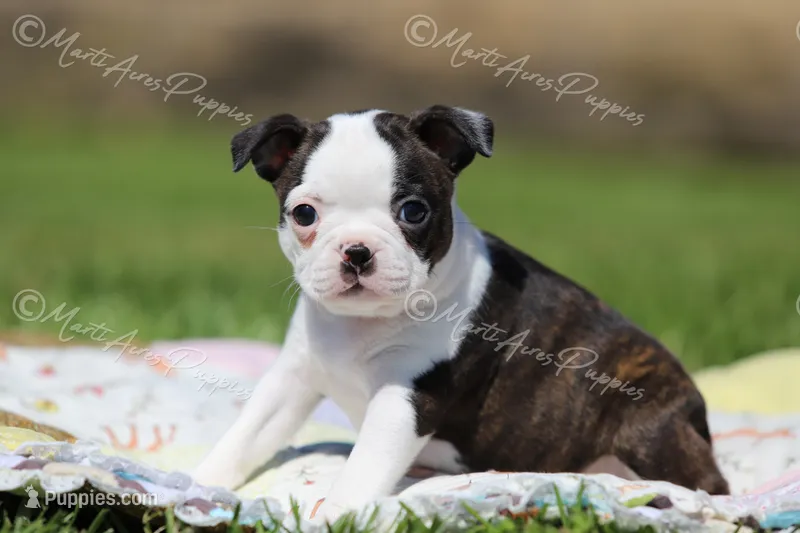 AKC "Princess" – Boston Terrier puppy for sale in Lamar, MO